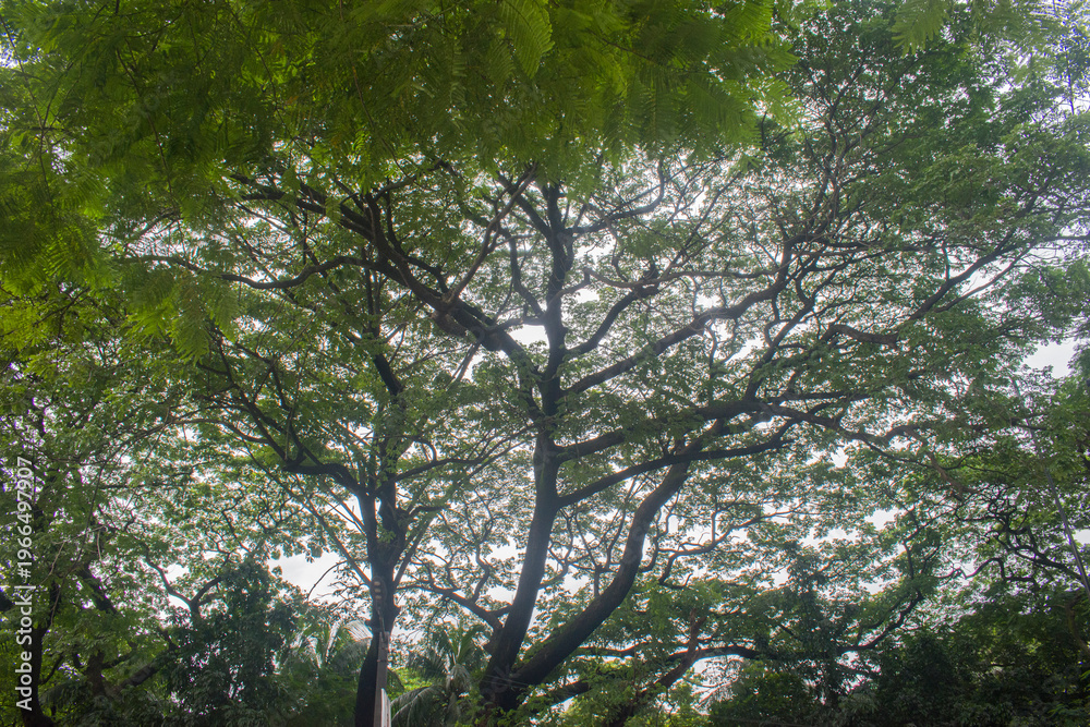 Fototapeta premium Wide spreading tree canopy with sunlit leaves over a green park.