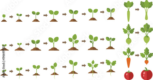 Vegetable plant growth stages set seed to harvest process carrot radish tomato farming infographic vector