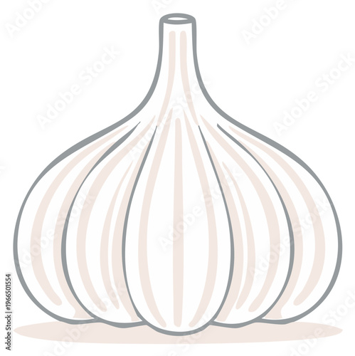 Illustration of a single whole garlic bulb with a simplified drawing style and gray outlines
