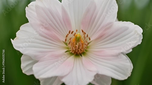 Close up of a delicate light pink flower against a blurred green background