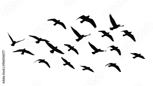 A flock of birds takes flight across a stark white background forming a dynamic and sweeping aerial pattern silhouette high quality
