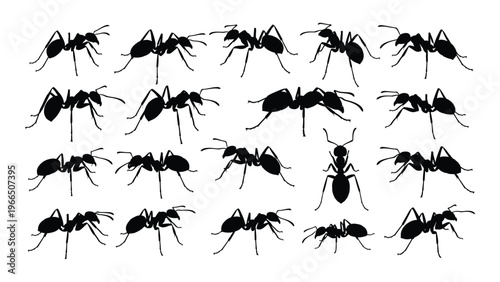 A large collection of ants in various poses and orientations are depicted as a striking black silhouette high quality professional detailed