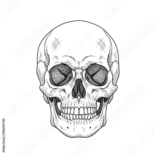 Detailed Human Skull Illustration, Vintage Engraving Style, White Background