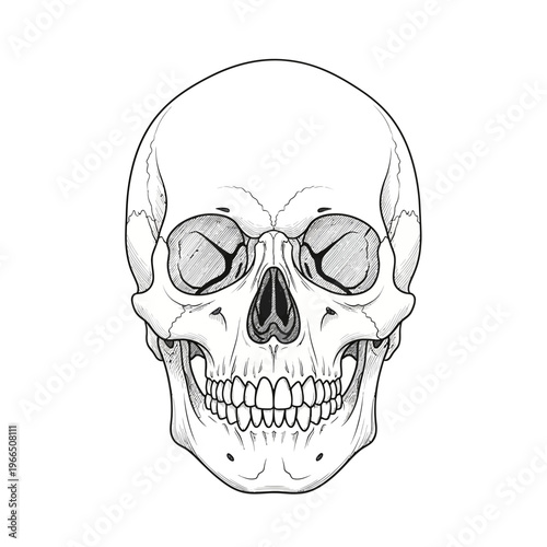 Detailed Line Art Human Skull Front View