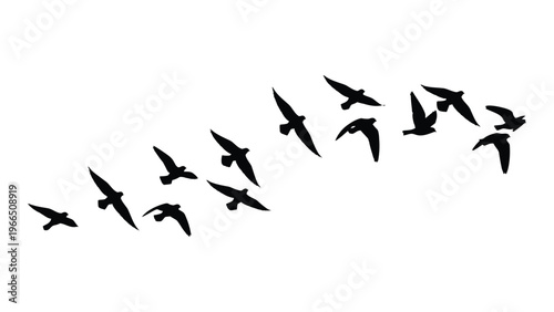 A flock of birds takes flight in a dynamic sweeping formation against a plain white background silhouette high quality professional detailed