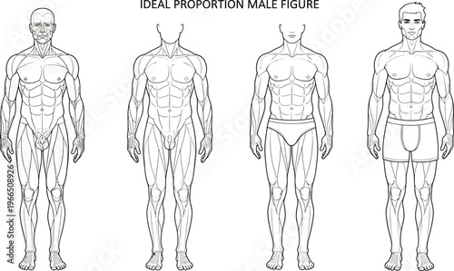 Detailed human body outline diagram for acupuncture, pain points, and reflexology medical treatment map, trigger points, physical therapy, alternative medicine, skeletal system, nervous system