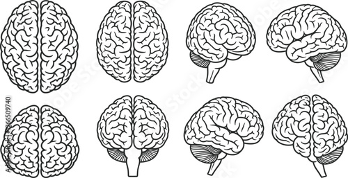 Collection of human brain illustrations in various views, including top, side, and frontal perspectives, presented in a simplified outline style, cross section, medical illustration, human body