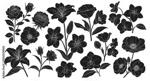 Black floral silhouettes on white background, botanical illustration.