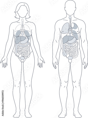 Scientific illustration of human anatomy with visible organs and skeletal structure, x-ray view, x ray