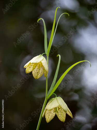 春の野に咲くバイモの花