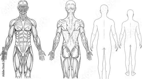 Anatomical illustration of male musculature and skeletal system, front and back views, detailed scientific depiction, human body, muscle system, anatomy chart, cross section, white background