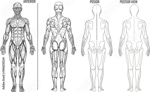 Human body anatomical diagram showing muscular and skeletal systems with labels, front and back views, muscle system, white background, line art, human anatomy, anatomy chart