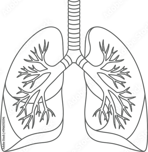 Human lungs medical illustration - scientific and health diagram of respiratory system with internal organ with lungs anatomy with disease awareness with lung health with medical research