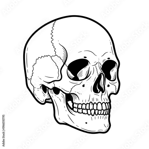 Hand-drawn human skull illustration, black and white line art, profile view, isolated on white background