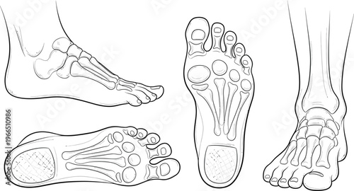 Detailed human foot anatomy diagram - medical illustration of bones and structures from multiple angles for health study and education with body part with physical therapy with lower limb