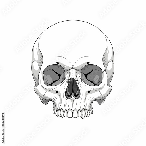 Human Skull Front View Graphic Illustration - Anatomical Detail