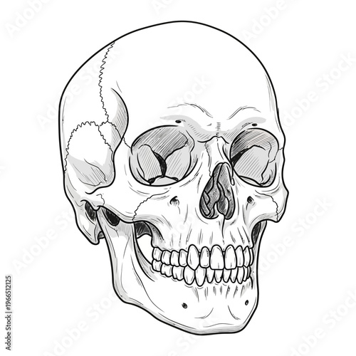 Human Skull Illustration, Anatomical Drawing, White Background