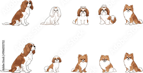Small Dog Breeds Vector Set with Cavalier King Charles Spaniel, Shih Tzu, and Pomeranian in Sitting and Standing Poses for Cartoon, Pet, and Animal Illustrations