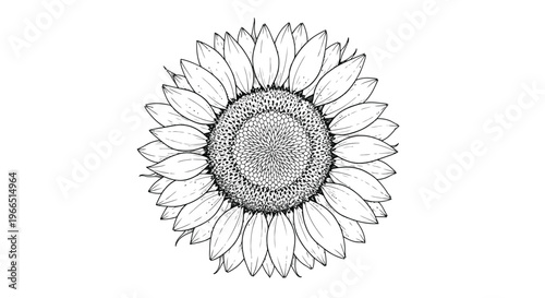 Detailed black and white illustration of a sunflower head with intricate petals