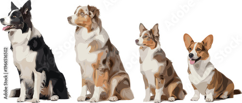Herding Dog Vector Set with Border Collie, Australian Shepherd, Miniature Australian Shepherd, and Corgi Sitting Poses for Cartoon, Pet, and Animal Illustrations