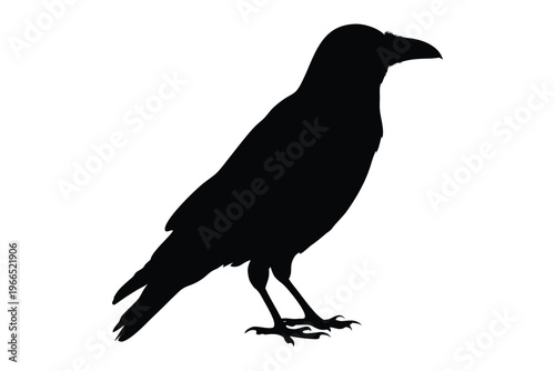 Crow raven bird silhouette vector, crow silhouette