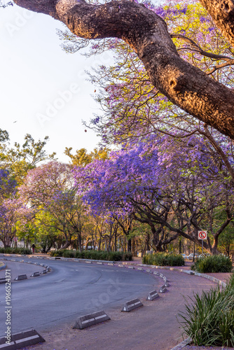 Jacaranda trees at Chapultepec Park, Mexico City, Sunset scene.