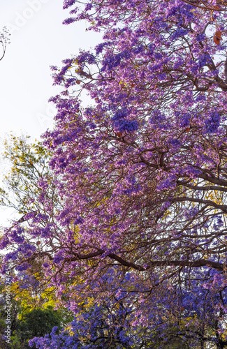Jacaranda trees at Chapultepec Park, Mexico City, Sunset scene.