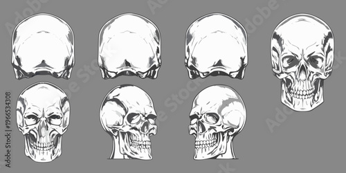 Anatomical study of human skulls in varying stages of decomposition