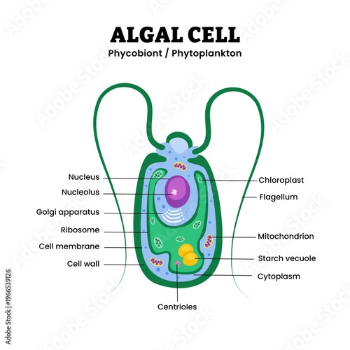Algal cell structure anatomy diagram infographic. Phycobiont or phytoplankton. Labeled nucleus, starch vacuole, flagellum, chloroplast. Algae structure. aquatic, photosynthetic, eukaryotic organisms