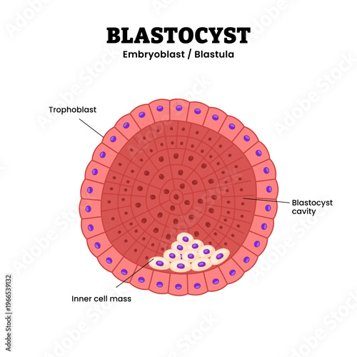 Blastocyst cell structure anatomy diagram infographic showing early embryonic stage with trophoblast, blastocyst cavity, and inner cell mass, multicellular eukaryotic organism pre implantation phase