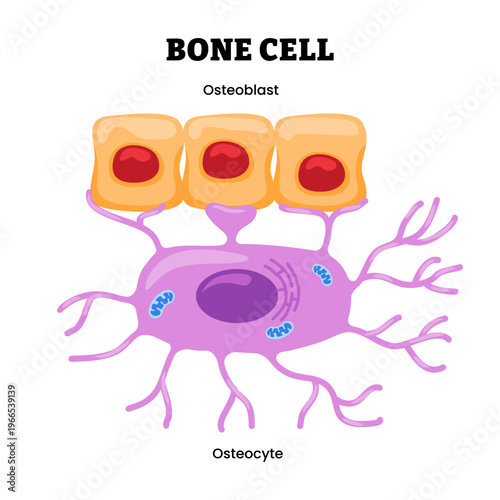 Bone cell structure anatomy diagram infographic. Osteoblast and osteocyte. Labeled osteocyte, nucleus, matrix, canaliculi. Bone tissue structure, mineralizing, connective, skeletal system.