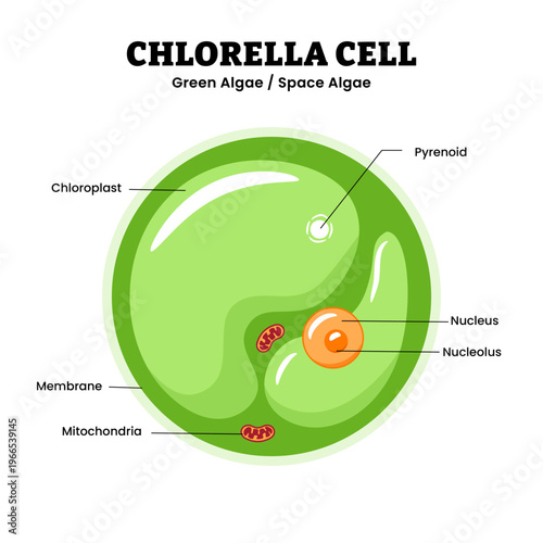 Chlorella cell anatomy diagram infographic. green algae or space algae. pyrenoid, chloroplast, and nucleus, showing photosynthetic eukaryotic microorganism structure in a clean scientific style