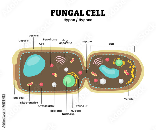 Fungal cell structure anatomy diagram infographic. Hypha hyphae. Labeled bud scar, vesicle, septum, rough ER. Fungi structure. heterotrophic, eukaryotic organisms biology illustration vector.