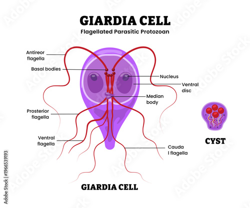 Giardia cell structure anatomy diagram infographic. Flagellated parasitic protozoan. Labeled cyst, flagella, ventral disc, median body. Intestinal parasite giardiasis in humans. eukaryotic organism.