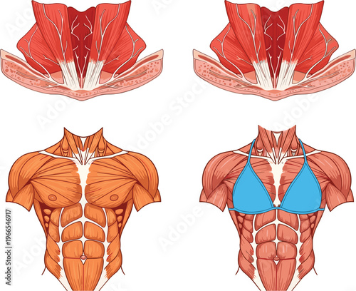 Human male and female torso muscular anatomy vector set featuring abdominal muscles and chest structure for medical fitness and biology education concepts.