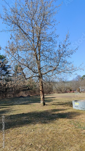 tree in the park