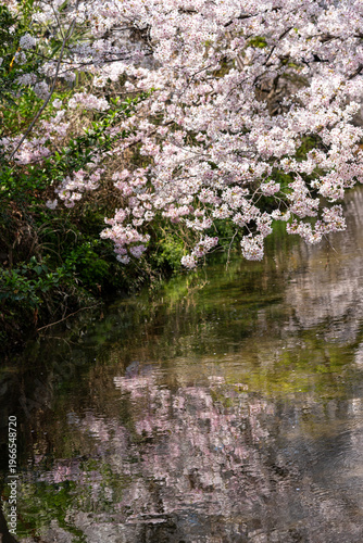 川面に映える満開の桜