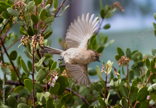 American bushtit flying in bush