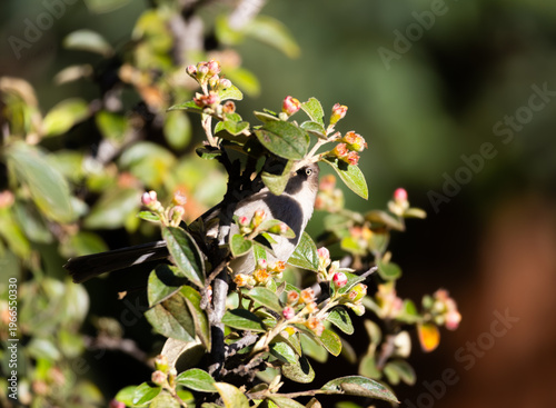 American bushtit hiding behind bush