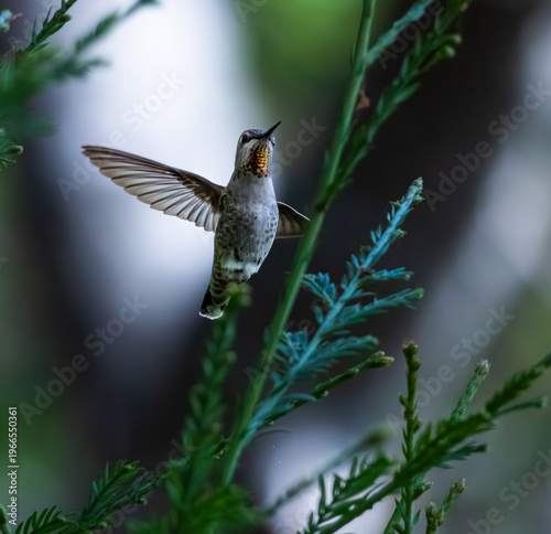 Anna's hummingbird flying next to a plant