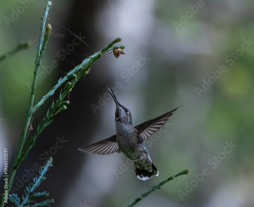 Anna's hummingbird flying to an insect