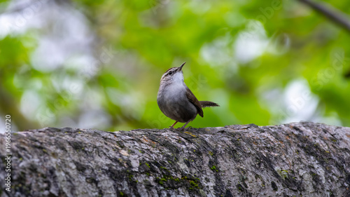 Bewick's wren standing on a branch looking up into the sky