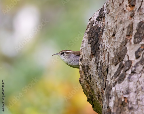 Bewick's wren standing on side of a tree peeking out