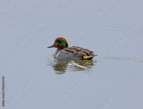 green-winged teal