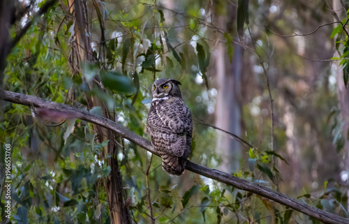 great-horned owl standing on a branch looking back 