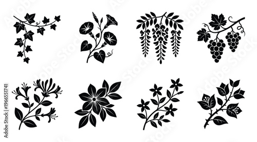 Floral branch and climbing plant ornaments set featuring ivy morning glory grape and jasmine motifs