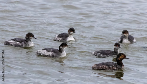 horned grebe family swimming