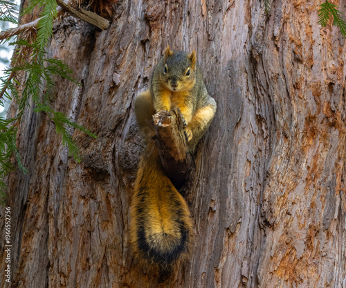 curious fox squirrel sitting on a branch looking downwards
