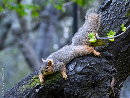 lazy squirrel lying on the side of a tree