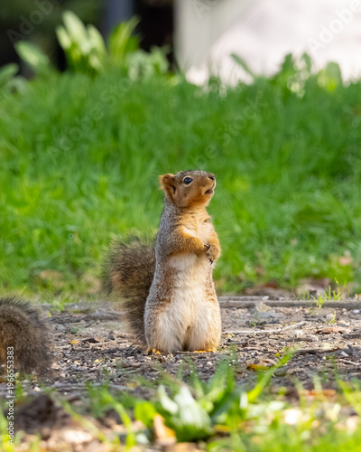 curious fox squirrel looking upward